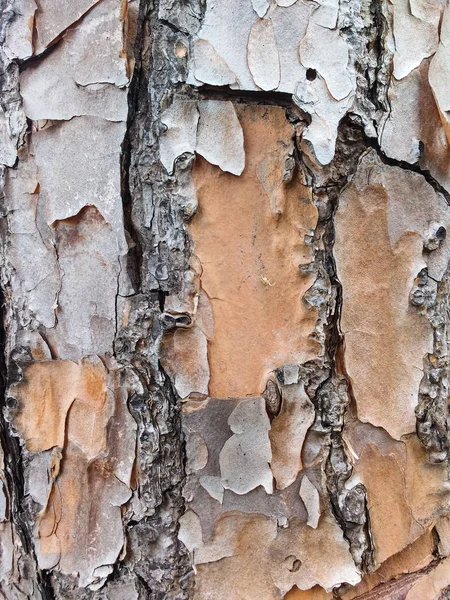 Textura Superfície Seca Casca Árvore Com Rachaduras Descascando — Fotografia de Stock