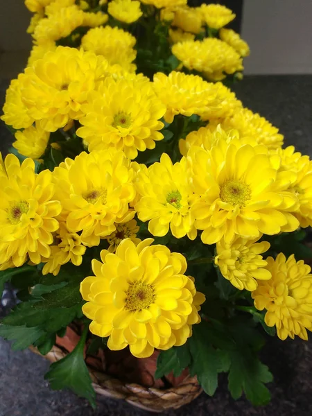 Flower Pot Yellow Gerberas Dark Background Reflection Mirror — Stock Photo, Image