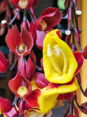 Thunbergia Mysorensis, birkaç çiçekli ve güzel sarı çiçekli yakın plan..