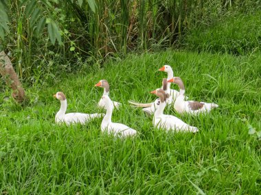 Güneşli bir günde birkaç beyaz kaz birlikte çimlerde.