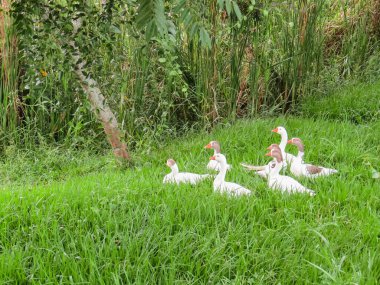 Güneşli bir günde birkaç beyaz kaz birlikte çimlerde.