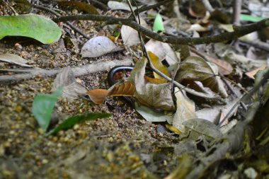 Doğal yaşam alanlarında kırkayak.