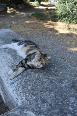 Cat, Rodos 'ta bir parkta yatıyor, Yunanistan' ın Rodos Adası 'nda. Sokaklarda yaşayan sokak kedisi. Yunan kedisi uyukluyor. Tatil ve seyahat.