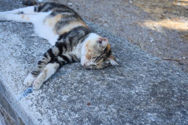 Cat, Rodos 'ta bir parkta yatıyor, Yunanistan' ın Rodos Adası 'nda. Sokaklarda yaşayan sokak kedisi. Yunan kedisi uyukluyor. Tatil ve seyahat.