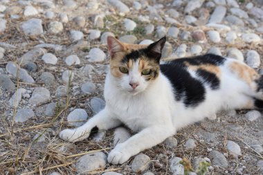 Rodos 'ta, Yunanistan' ın Rodos adasında kaldırımda yatan üç renkli kedi. Sokaklarda yaşayan sokak kedisi. Yunan kedisi uyukluyor, gevşiyor, neşeli ve arkadaş canlısı oluyor. Tatil ve seyahat.