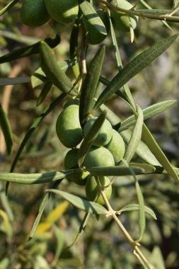 Ağaçta asılı yeşil zeytin. Zeytin ağaçları bahçesi, Akdeniz zeytin tarlası hasat için hazır. Eylül ayında İtalya, Sicilya 'da zeytin ağacı. Hasat, tarım, sağlıklı yiyecekler..