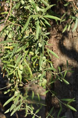 Ağaçta asılı yeşil zeytin. Zeytin ağaçları bahçesi, Akdeniz zeytin tarlası hasat için hazır. Eylül ayında İtalya, Sicilya 'da zeytin ağacı. Hasat, tarım, sağlıklı yiyecekler..