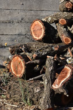 Yıllık halkaları olan kayısı ağacı kütükleri. Yığın üstüne istiflenmiş kütükleri kapat. İtalya, Sicilya 'da bir bahçede kesilmiş bir ağaç. Yıllık halkaları olan ahşap bir arka plan. Ağaç çember dokusu. 