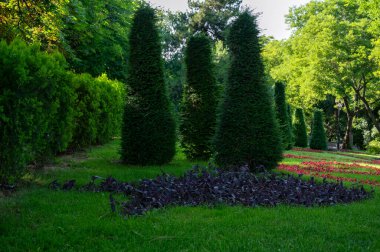 Bir grup ve bir sıra yüksek yeşil koni ağacı. Resimli manzara bahçesi ve parlak çiçek yataklarıyla çimenlik yeşil çimenli, İngiliz tarzında güzel bir manzara bahçesi.
