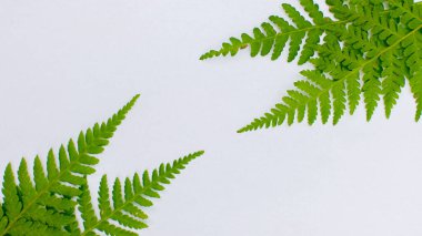 Beyaz arka planda iki yeşil eğreltiotu yaprağı, minimalist tarzda..