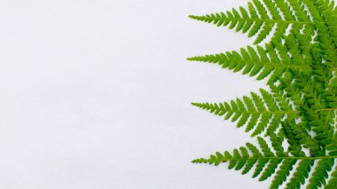 Yeşil eğreltiotu yaprakları beyaz arka planda, minimalist tasarım.