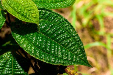 Görünür damarları ve tırtıklı kenarları olan desenli yeşil bir yaprağın yakın çekimi..