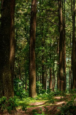 Uzun ağaçlar ve yemyeşil yemyeşil güneşli orman