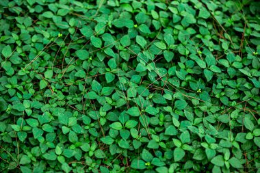 Küçük yaprakları ve küçük sarı çiçekleri olan yoğun yeşil zemin örtüsü.