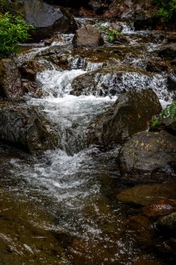 Bereketli bir ormanda kayaların üzerinden akan huzurlu bir dere..
