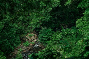 İçinden taşlı bir dere akan yemyeşil bir orman..