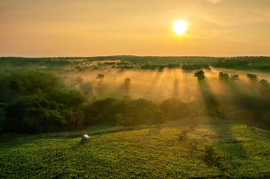 Güneşin doğuşunda dingin bir manzara, yuvarlanan tepeler, yerden yükselen sis ve ağaçların arasından süzülen güneş ışınları