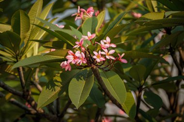 Pembe su tesisatçısı çiçeklerinin yemyeşil yapraklar arasında açtığı yakın çekim görüntüsü.