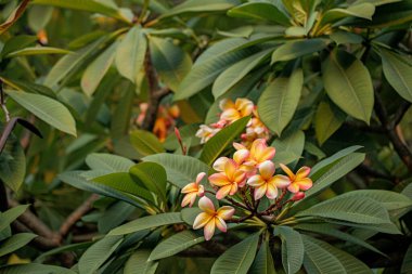 Yemyeşil yaprakların arasında canlı bir tesisat çiçeği kümesi.