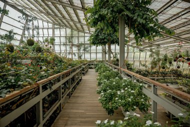 Bereketli yeşillik ve canlı çiçeklerle dolu, ahşap yürüyüş yolları ve büyük cam pencerelerle dolu sakin bir sera.