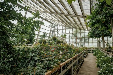 Çeşitli bitkilerle dolu yemyeşil bir sera, ahşap geçitler ve doğal ışığın içinden geçmesini sağlayan camdan bir çatı