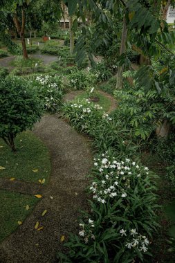 Bereketli yeşillik ve çiçek açan beyaz çiçeklerle çevrili sakin bir bahçe yolu, sakin bir atmosfer yaratıyor.