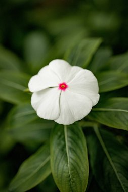 Yeşil yapraklarla çevrili pembe merkezli beyaz bir çiçeğin yakın çekimi.