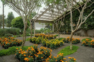 Turuncu ve sarı kadife çiçekleriyle dolu canlı bir bahçe, düzenli sıralar halinde, yemyeşil ve ağaçlarla çevrili, gölgeli bir yapının altında.