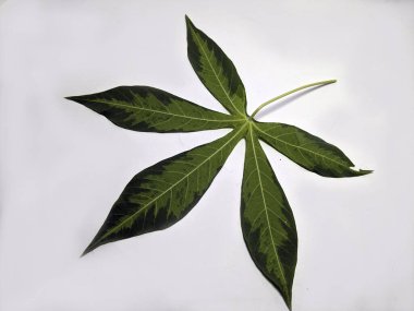 Çarpıcı yeşil ve koyu çeşitlilikte bir manyok yaprağının detaylı bir fotoğrafı. Yaprak, özgün şeklini ve dokusunu vurgulayan beyaz bir arkaplanda merkezde konumlanmıştır. Görüntü iyi aydınlatılmış ve keskin..