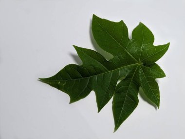 Yeşil papaya yaprağının beyaz bir arkaplana karşı yakın plan çekimleri. Yaprağın detaylı dokusu ve doğal güzelliği, bitki hayatını resmetmek için idealdir..