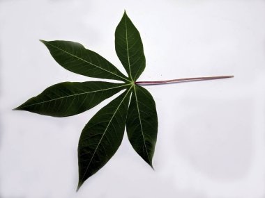 Beyaz arka planda izole edilmiş, yüksek açılı, yakından çekilmiş bir manyok yaprağı. Görüntü yaprağın yeşil rengini, ayrıntılı damar yapısını ve doğal güzelliğini ve botanik özelliklerini vurguluyor..