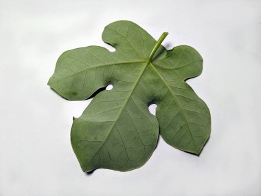 Yeşil bir yaprağın olağandışı bir şekle sahip detaylı bir görüntüsü, temiz beyaz bir arkaplana ayarlanmış. Görüntü yaprağın dokulu yüzeyini ve organik formunu vurguluyor. Botanik çalışmalar ya da tasarım elementleri için ideal.