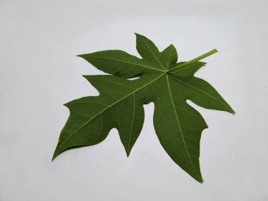 Ayrıntılı bir fotoğrafta temiz beyaz bir arkaplan karşısında tek bir yeşil papaya yaprağı yer alıyor. Görüntü yaprağın eşsiz şeklini, dokusunu ve hassas damar ağını vurgular. Eğitim veya doğa temalı projeler için uygundur.