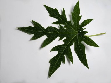 Beyaz bir arka plana karşı papaya yaprağının detaylı bir stüdyo çekimi. Yaprak, belirgin damarları ve derin çizgili kenarları olan, bitki biyolojisi ve tropikal bitki yaşamını resmetmek için ideal zengin yeşil bir renktir..