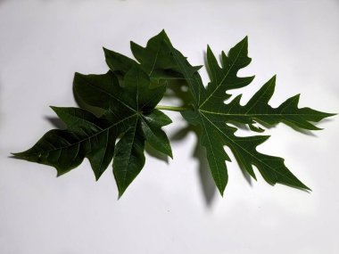 Bir stüdyo çekimi, taze, yeşil papaya yapraklarının ince detaylarını temiz beyaz bir arkaplanda yakalar. Görüntü, doğanın güzelliğini vurgulayarak yaprakların eşsiz şeklini ve dokusunu vurgular..