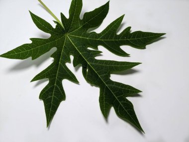 Beyaz arka planda duran papaya yaprağının detaylı bir görüntüsü. Yaprak, keskin kenarları ve görünür damarları olan, bitkinin güzelliğini vurgulayan zengin yeşil bir renktir..