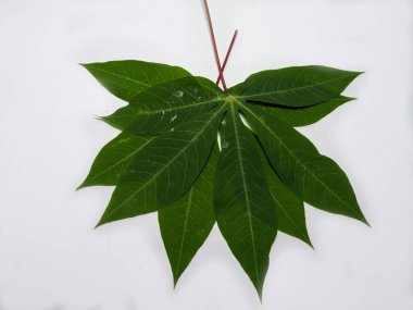 Beyaz arka planda sergilenmiş taze yeşil manyok yapraklarının yakın plan çekimi. Yapraklar çekici bir şekilde düzenlenmiş, şekillerini ve dokularını vurguluyorlar. Görüntü tazelik ve doğal güzelliği çağrıştırıyor..