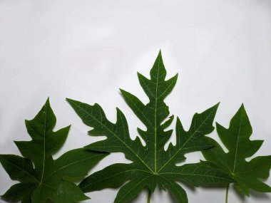 Düz beyaz bir arkaplana yerleştirilmiş birkaç yeşil papaya yaprağının yakın plan çekimi. Yapraklar, bitkinin doğal güzelliğini vurgulayarak karmaşık damar desenleri ve dokular sergiliyor. Botanik çizimler ve tasarım projeleri için ideal.