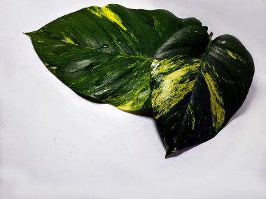 Beyaz zemin üzerinde su damlacıkları olan iki altın pothos yaprağının yakın plan çekimi. Yapraklar, bitkinin doğal güzelliğini vurgulayan yeşil ve sarı renkli çarpıcı bir çeşitlilik gösteriyor..