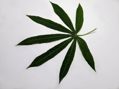 Canlı bir görüntü, belirgin palmat şekli ve koyu yeşil rengiyle karakterize edilen bir kasava yaprağının ayrıntılı bir görünümünü içerir. Yaprak düz beyaz bir zemin üzerine kurulmuş, karmaşık havalandırma ve dokusunu vurguluyor..