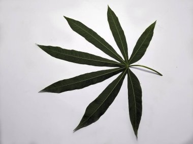 Beyaz bir arka planda izole edilmiş bir manyok yaprağının yakın plan çekimi. Görüntü, yaprağın karmaşık havalandırmasını ve eşsiz şeklini vurguluyor. Bu da onu eğitici ve bilimsel amaçlar için uygun kılıyor..