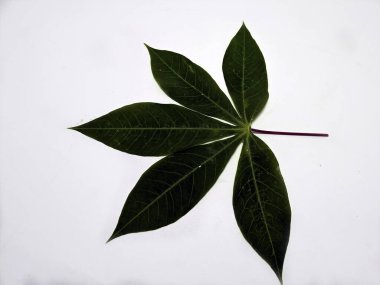 Beyaz bir arkaplanda izole edilmiş bir manyok yaprağının yakın plan fotoğrafı. Resim yaprağın detaylı yapısını, damarlarını ve bitkinin doğal şeklini vurgulayarak genel yeşil rengini vurgular..