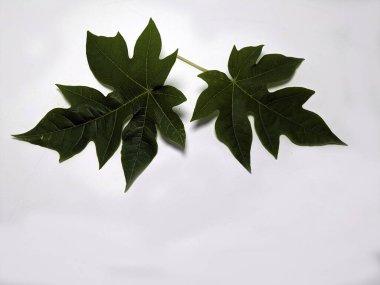 İki canlı papaya yaprağının yakın plan çekimleri düz beyaz bir arkaplanda. Yapraklar, doğal tasarım ve botanik özelliklerini vurgulayan ayrıntılı doku ve damar yapıları sergiliyor..