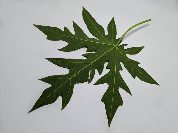 A close-up shot of a healthy, vibrant green papaya leaf isolated on a clean white surface. The leaf's complex structure, with its deeply lobed edges and detailed venation, is highlighted.