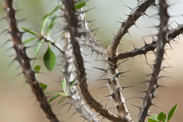 Euphorbia Milii Ακανθώδες Φυτό Χριστού Πράσινο Κόκκινα Λουλούδια — Φωτογραφία Αρχείου