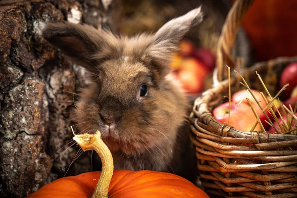 Linografia Coniglio Nel Paesaggio Foglie Fieno Zucche Autunno — Foto Stock