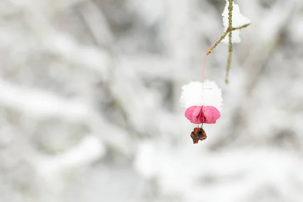 Ramo Com Uma Flor Coberta Neve Fundo Floresta Inverno Desfocado — Fotografia de Stock