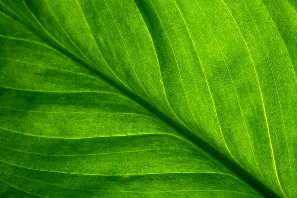 抽象绿色条纹自然背景 复古色调 绿色纹理的植物叶 自然生态背景 — 图库照片