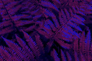 Siyah ışık arka plan tropikal yaprak orman kızdırma. Yüksek co