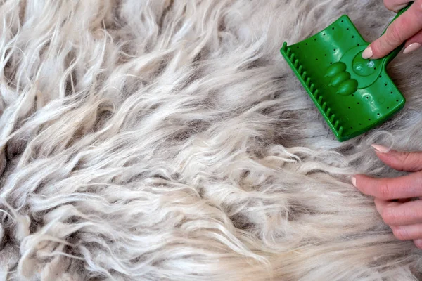 Ζωικές τρίχες πενιέ μαλλί με βούρτσα και χτένα. χτενισμένο και όχι. ου — Φωτογραφία Αρχείου